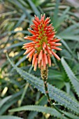 ALOE ARBORESCENS