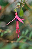 FUCHSIA REGIA