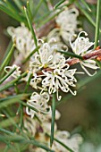 HAKEA SERICEA