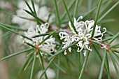 HAKEA SERICEA