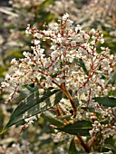 ACONOGONON LICHIANGENSE, ALPINE KNETWEED