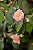 CAMELLIA JAPONICA DUFTGLOECKCHEN