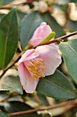 CAMELLIA JAPONICA DUFTGLOECKCHEN