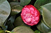 CAMELLIA JAPONICA GLOIRE DE NANTES