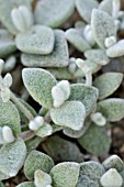 KALANCHOE ERIOPHYLLA