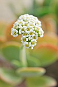 CRASSULA SWAZIENSIS