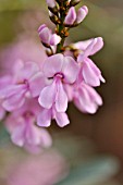 INDIGOFERA AUSTRALIS