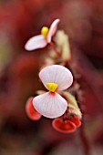 BEGONIA BOWERAE RUBRA