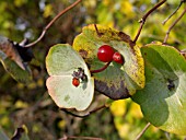 LONICERA FLAVA, YELLOW HONEYSUCKLE