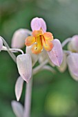 KALANCHOE FEDTSCHENKOI