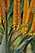 ALOE MARLOTHII