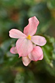 BEGONIA RICHMONDENSIS