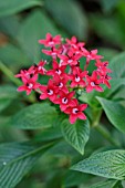 PENTAS LANCEOLATA