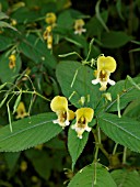 IMPATIENS EDGEWORTHII, BALSAM