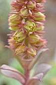 ECHEVERIA ROSEA