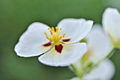 SAGITTARIA MONTEVIDENSIS