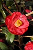 CAMELLIA JAPONICA DRAMA GIRL