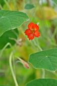 TROPAEOLUM PELTOPHORUM