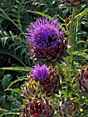 CYNARA SCOLYMUS, ARTICHOKE