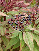 SAMBUCUS EBULUS, DWARF ELDER