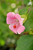 HIBISCUS LAVATERIOIDES