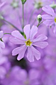 PRIMULA MALACOIDES