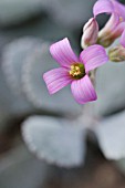 KALANCHOE PUMILA