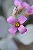 KALANCHOE PUMILA