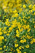 HIPPOCREPIS EMERUS, (SYN. CORONILLA EMERUS)