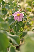 CISTUS PARVIFLORUS