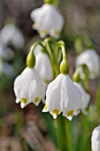 LEUCOJUM VERNUM