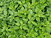 PARIETARIA OFFICINALIS