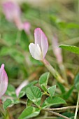 TRIFOLIUM UNIFLORUM