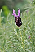 LAVANDULA STOECHAS