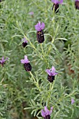 LAVANDULA STOECHAS