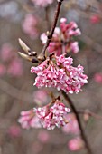 VIBURNUM X BODNANTENSE DAWN