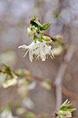 LONICERA X PURPUSII