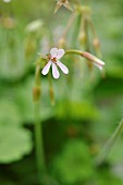 PELARGONIUM ALCHEMILLOIDES