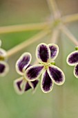 PELARGONIUM LOBATUM