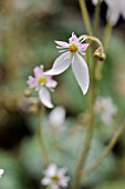 SAXIFRAGA STOLONIFERA