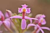 EPIDENDRUM SECUNDUM