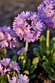 PRIMULA DENTICULATA