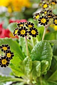 PRIMULA ELATIOR VICTORIANA SILVER LACE BLACK