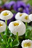 BELLIS PERENNIS