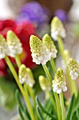 MUSCARI ARMENIACUM WHITE MAGIC