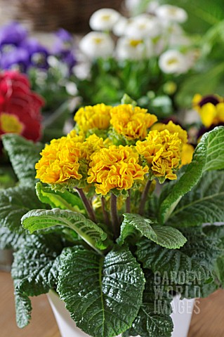 PRIMULA_VULGARIS_SUZETTE