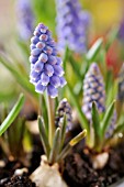 MUSCARI ARMENIACUM