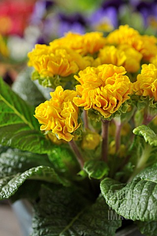 PRIMULA_VULGARIS_SUZETTE