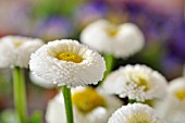 BELLIS PERENNIS