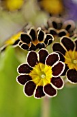 PRIMULA ELATIOR VICTORIANA SILVER LACE BLACK